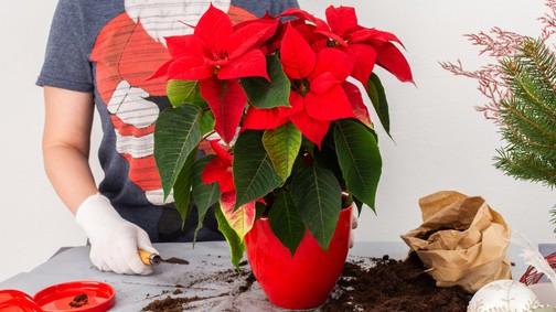 Last-minute ötletek adventi DIY dekorációhoz - egyszerű és varázslatos!