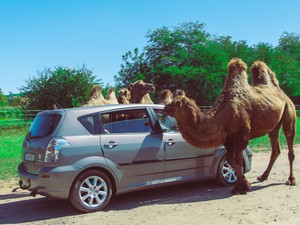 A cirkuszi állatok mostantól a nagykőrösi szafari parkban élnek, látogassátok meg őket!