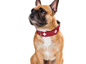 Cuki ajándékötletek négylábú kiskedvenceknek