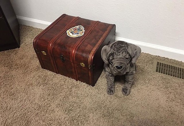 Azt feltételezzük, Agyar olyan jó barátja lesz Carlisle-nak is, amilyen jó Hagrid-nek volt. 