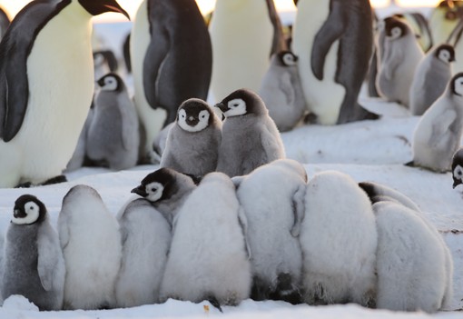 A pingvinek túlélése szorosan összefügg az emberek jövőjével