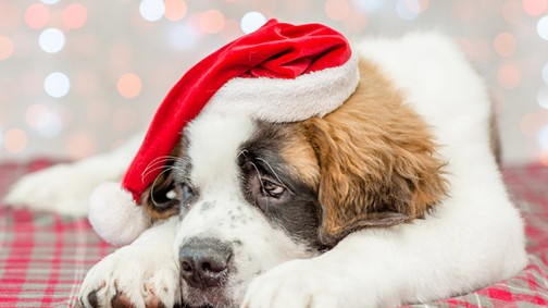 Te sem égsz karácsonyi lázban? Így éld túl az ünnepi szezont