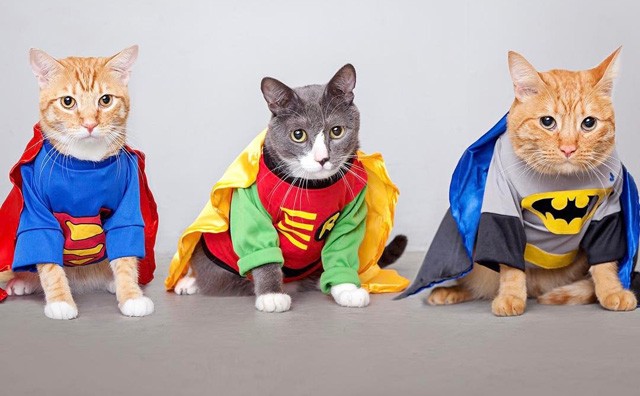Macskák jelmezben