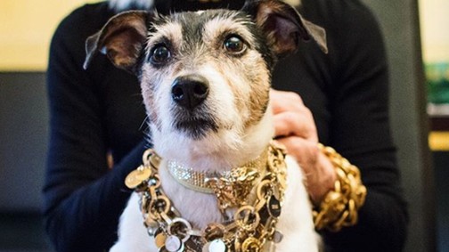 Íme Audrey Versace, az év legdivatosabb kutyusa!