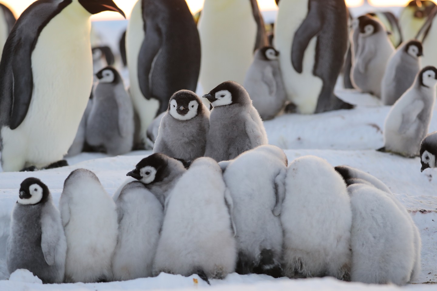 Császárpingvin-fiókák nyüzsögnek együtt, miközben a háttérben a felnőttek figyelnek