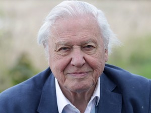 10 fotó a fiatal David Attenborough természettudósról, aki miatt sokkal jobb hely lett ez a világ
