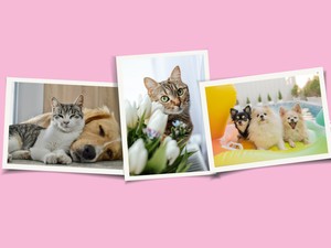 Kedvencek a reflektorfényben!