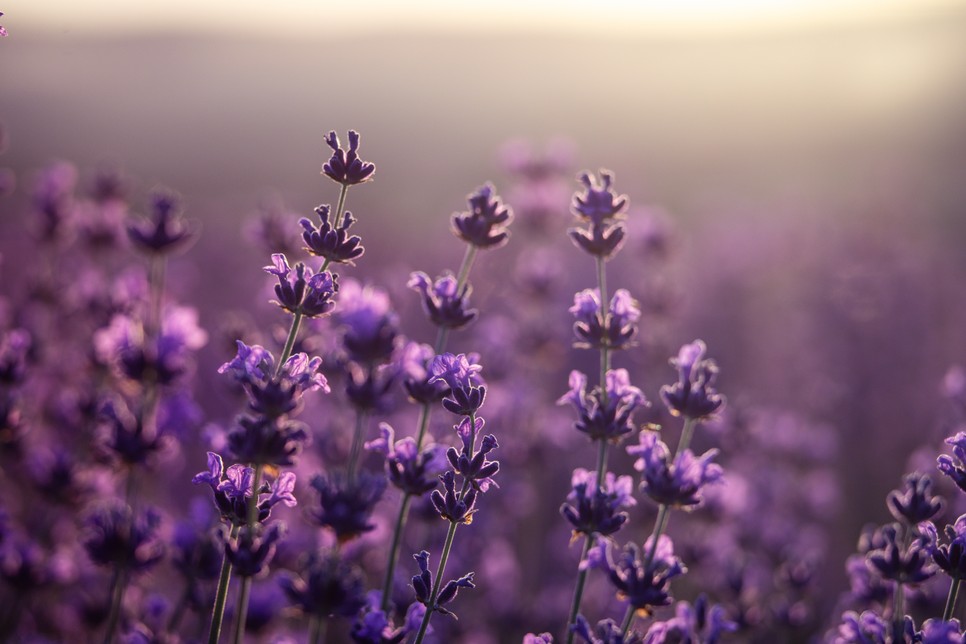 Minden színmélységben jó választás a levendula