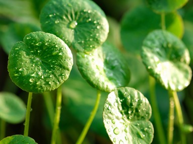 Ez a gyógynövény segít, hogy tovább élj