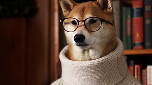 Ha valami cukiságra vágysz: ezek a legédesebb kutyás Instagram oldalak