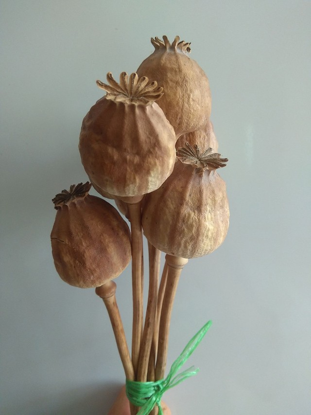 Igazi vitaminbomba, és bizony, itthon is terem: érdemes mákot fogyasztani