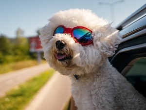 Innen tudod biztosan, hogy a kutyád tényleg boldog, és ideális gazdája vagy