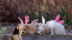 Ha az idei húsvétot karanténban kell töltened, most érdemes tájékozódni állásügyben - Egymondatos horoszkóp: Április 12.