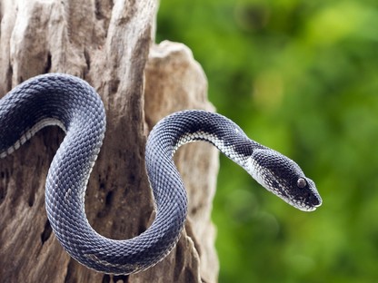 Zseniális! Egy állatkertben az exed után nevezhetsz el kígyót Valentin-nap alkalmából