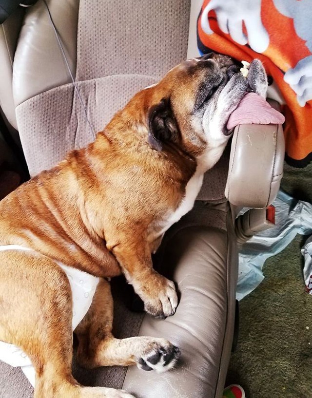 Őt választották a világ legcsúnyább kutyusának, mégis aranyos!