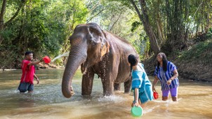 Erre az egy dologra nagyon figyelj oda, ha elefántot szeretnél simogatni Thaiföldön