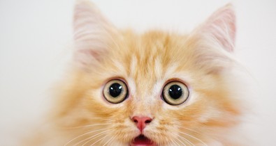 Őrült diéták a középkortól napjainkig