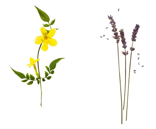 L&#8217;ORÉAL - ProSource Essentielle 