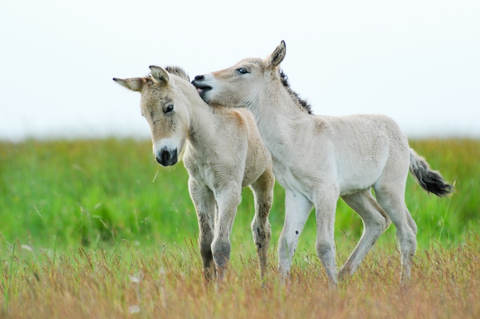 A vadlovak különlegesen érző álaltok