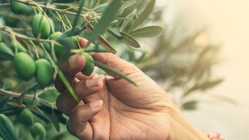 A klímaváltozás az olívatermesztést is tönkreteheti
