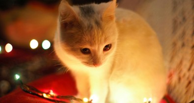 A csalók is készülnek a karácsonyra, segítünk, hogyan védekezhetsz ellenük!