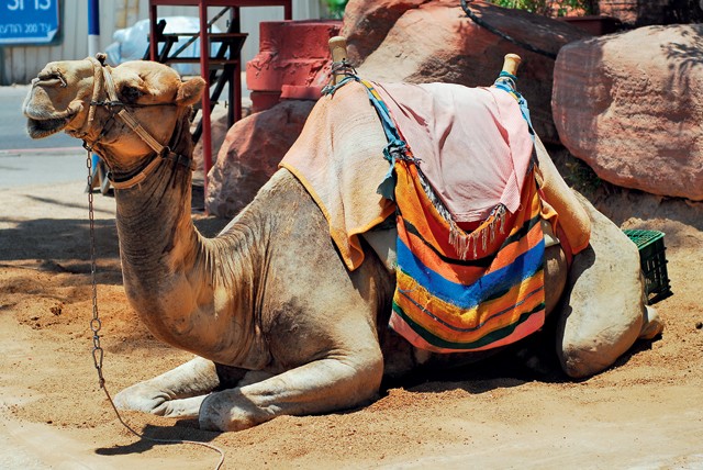 Egész évben napsütés - Izraelbe egyszer el kell menned