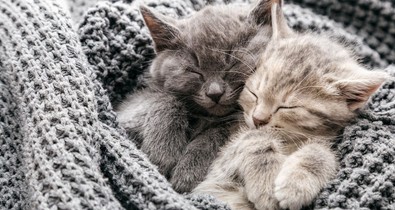 9 dolog, amit meg kell tenned, mielőtt örökbefogadsz egy cicát