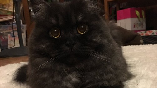 Soha nem láttál még így megnyírva egy macskát sem