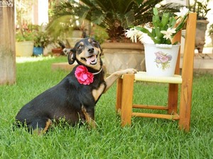 Terhesfotók készültek egy kutyusról! És nincs is ennél cukibb dolog!