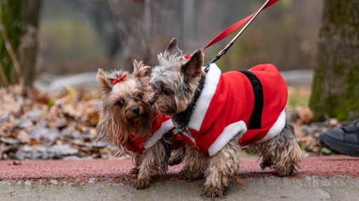 Erre a könyvre minden kutyatulajdonosnak szüksége van, most hétvégén pedig nem is akárhol szerezheted be