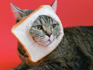 Hízást és hiánybetegségeket okozhat a gluténmentes diéta