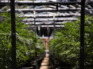 Halálra ítéltek egy fiút, mert drogot árult, most pedig legalizálják a marihuánát Malajziában?