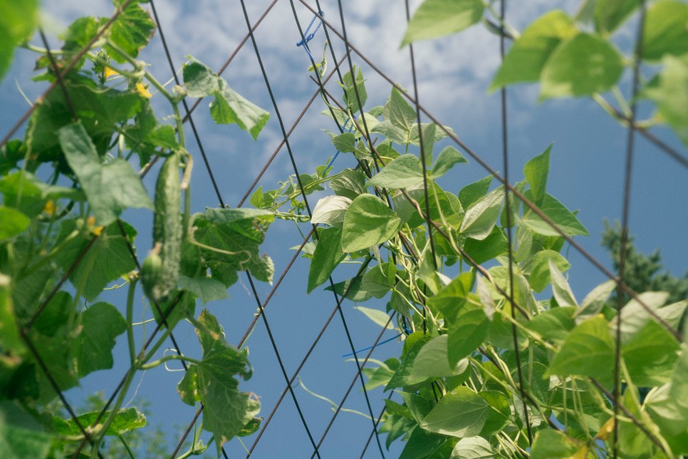 Az organikus borászat a természettel együttműködve termeli finom borait