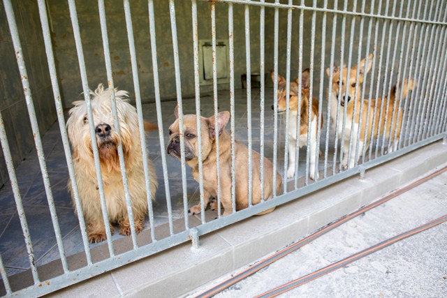 Támogassuk a rászoruló négylábúakat a járvány idején is