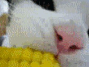 Gluténérzékeny vagy? A megmentőd a kukorica!