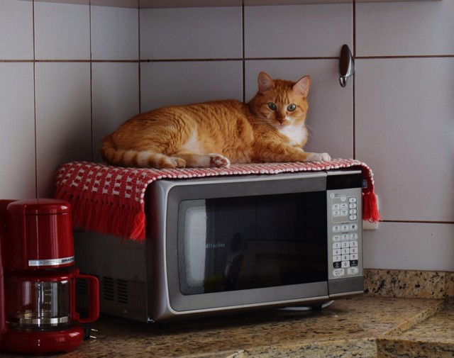 8+1 trükk a mikrohullámú sütővel, ami megkönnyíti az életed