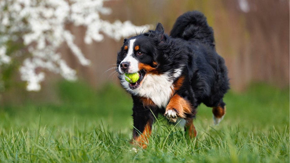 A kutyák fogait tönkre is teheti a teniszlabda