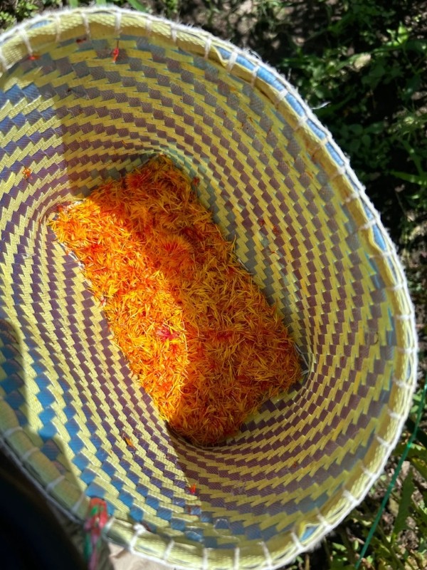 A sáfrányos szeklice élénk piros színét pirosítókhoz és rúzsokhoz is használják