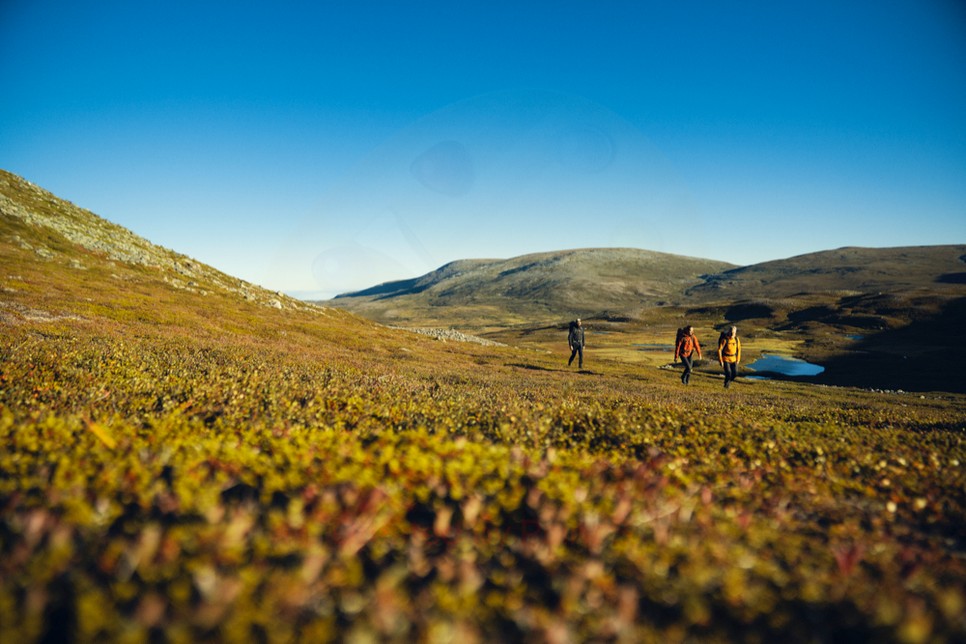 A Fjällrävent választották Svédország legfenntarthatóbb márkájává