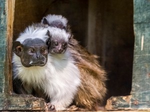 Örökbefogadókat keres a bajba jutott Szegedi Vadaspark