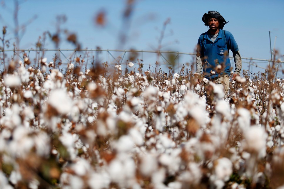 Az Amazonas vidékén az őslakosok nagy része gyapottermesztésből él