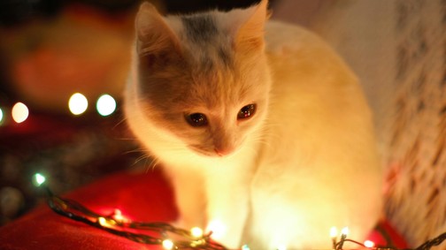 A csalók is készülnek a karácsonyra, segítünk, hogyan védekezhetsz ellenük!