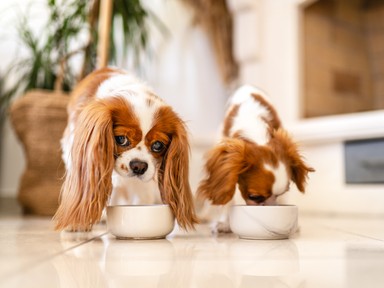 Teszt: te tudod, melyik étel mérgező egy kutya számára, és melyik egészséges?