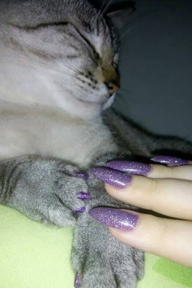 Léteznek olyan emberek ezen a bolygón, akik kilakkozzák a macskájuk körmét - a sajátjukhoz illő színben