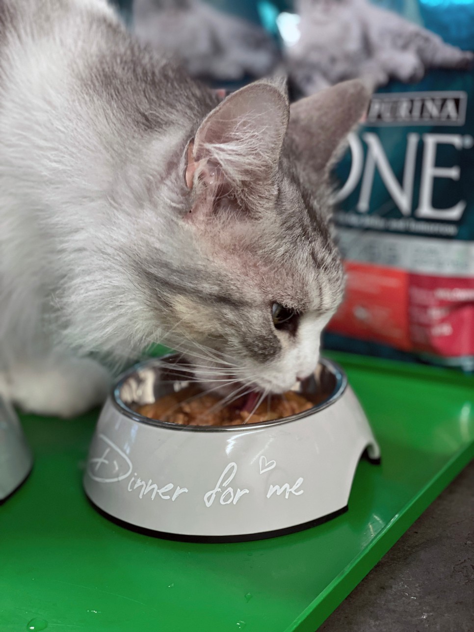 Hosszú és boldog élet a cicádnak? Megtaláltuk a tökéletes macskaeledelt!