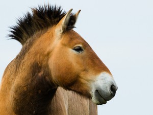 Mindig arról álmodtam, hogy egy távcsővel a kezemben dolgozhatok - interjú Ozogány Katával a Hortobágyi Nemzeti Park vadlórezervátum kutatójával