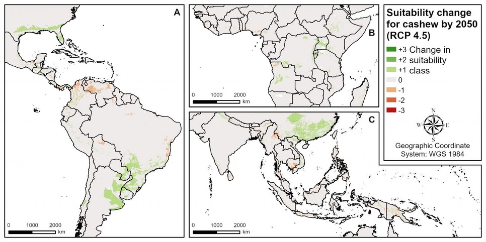 A kesudió számára alkalmas termőterületek változása 2050-re egy mérséklet forgatókönyv alapján. A térképen a zöld árnyalatok azt jelzik, hogy az adott terület a jelen állapotokhoz képest alkalmasabbá válik a növény termesztésére, a pirosak pedig az alkalmasság csökkenését mutatják. Forrás: Grüter et al., 2022