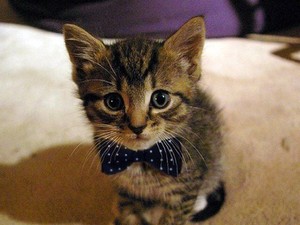 A macskák képesek logikusan gondolkodni