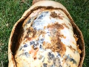 Freddy, a teknős története visszaadja a hitedet az emberiségben