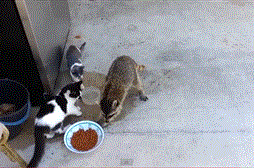 9 GIF, ami tökéletesen kifejezi mit érzünk, ha kajáról van szó